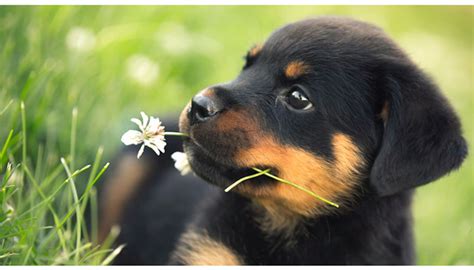  For more on feeding your Rottie, see our guidelines for buying the right food , feeding your puppy , and feeding your adult dog
